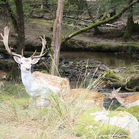 De La Normandie Bed & Breakfast Junhac